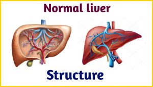 NORMAL LIVER STRUCTURE