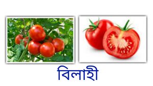 tomatoo as cancer preventing food