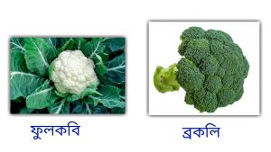 broccolli and couliflower as cancer healer effects