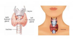 NORMAL ANATOMY OF THYROID GLAND