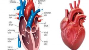 REGULAR WALKING IMPROVE HEART FUNCTIONS