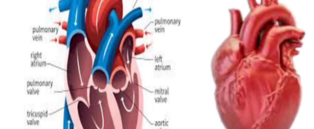 Main causes of heart diseases
