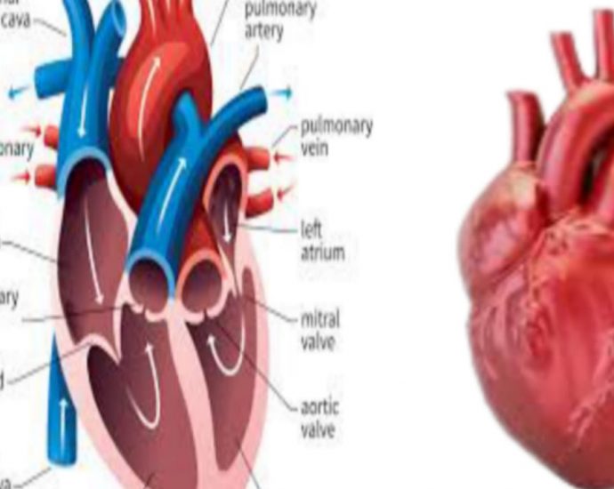 Main causes of heart diseases