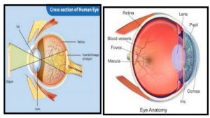 FOODS THAT KEEP EYESIGHT EVERLASTING