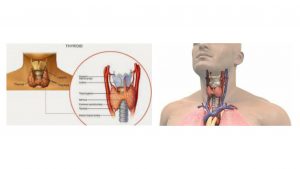 KNOW YOUR THYROID GLAND STATUS