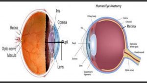 tips that boost eyesight