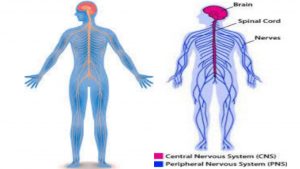 BENEFITS OF CENTRAL NERVOUS SYSTEM BY DRINKING HOT WATER