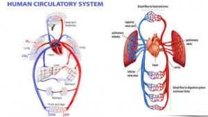 BENEFITS OF HUMAN CIRCULATORY SYSTEM BY DRINKING HOT WATER