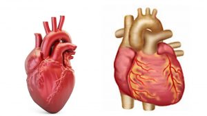Principle cause of heart diseases