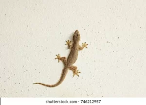 Indian beliefs of seeing house geckos on this month