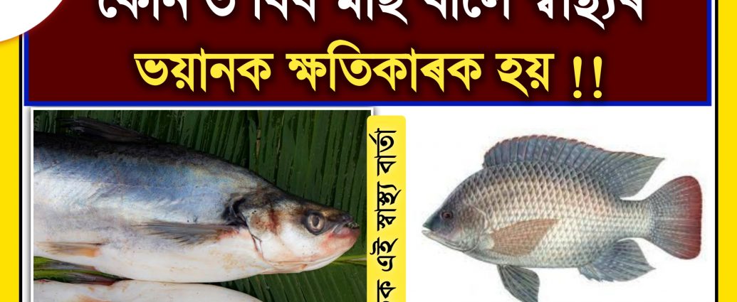 THESE THREE TYPES OF FISH ARE HARMFUL FOR HEALTH