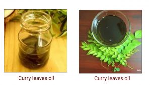 USING CURRY LEAVES OIL IN HAIR CONTROL HAIR FALL AND GREYING