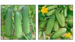 Cucumber is beneficial for liver, kidney, gall blader stone