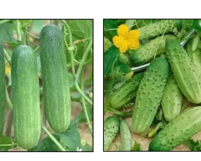 Cucumber is beneficial for liver, kidney, gall blader stone