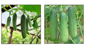 Health benifits of cucumber