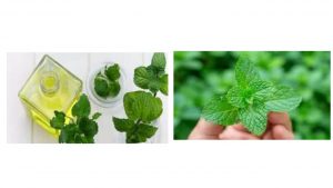 Benefits of mint leafs