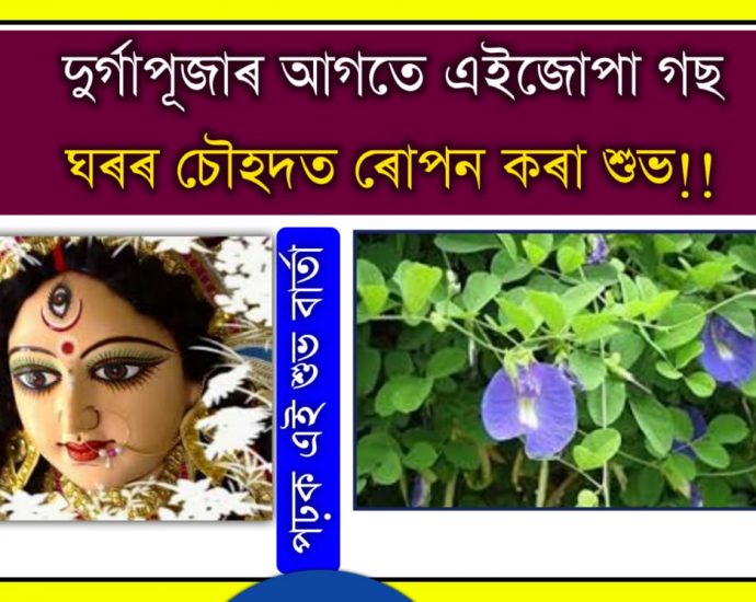 plant a blue plant before durga puja to get more blessings