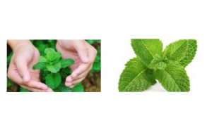 mint leaf is benificial for cancer and piles treatment