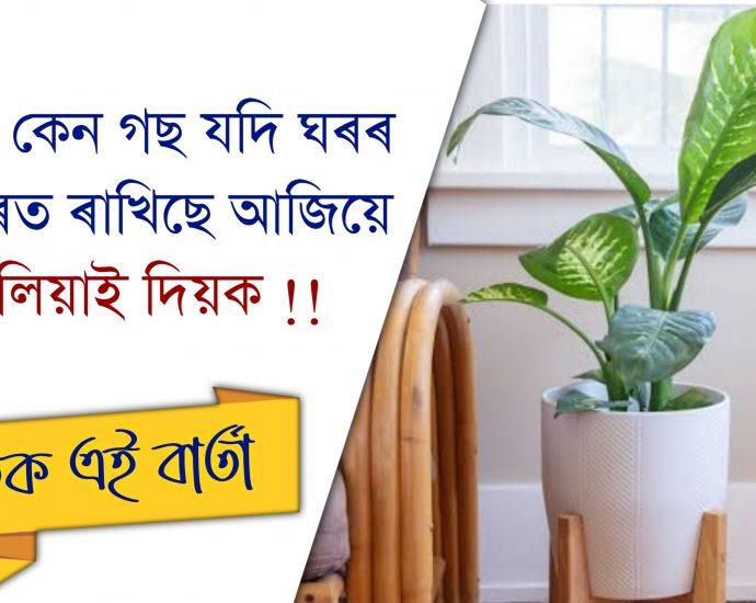 NEVER KEEP DUMB CANE TREE INSIDE HOME AS IT MAY BE HARMFUL FOR CHILD IF THEY INGEST IT