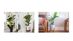 KEEP DUMB CANE TREE OUT OF REACH OF CHILD AND PET ANIMAL
