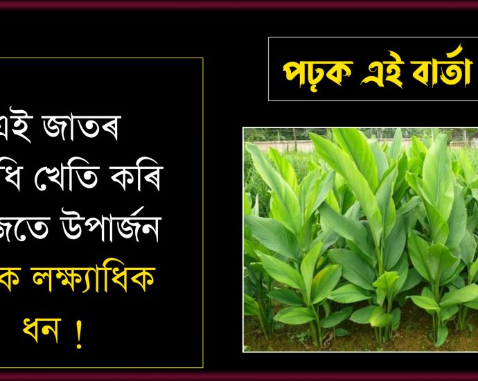 Black turmeric cultivation