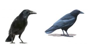 Luck line of seeing different birds in astrology