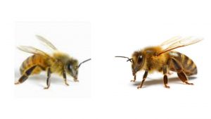 importance of honey bee in the earth
