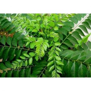 curry leaves medicinal value