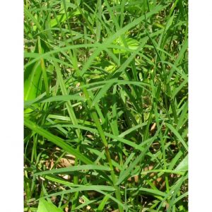 Bermuda grass medicinal value